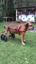 Pies na wózku rehabilitacyjnym