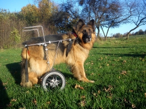 Pies na dużym wózku inwalidzkim